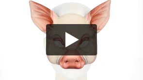 Productafbeelding 6